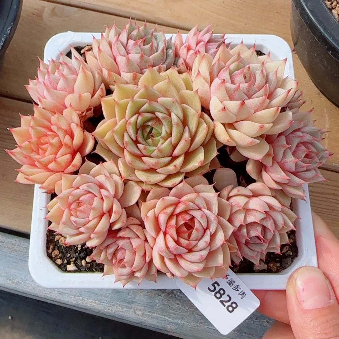 笨巴无砍，5828多肉植物