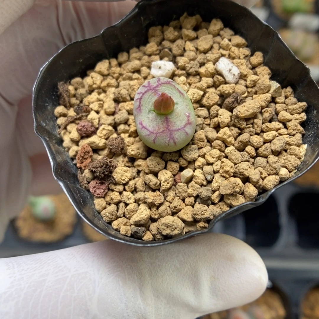 多肉植物肉锥杂交K-4268