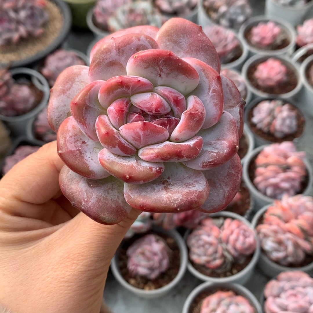 石榴籽哈哈哈哈哈哈哈哈哈哈