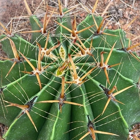 变异金刺圆刺雎鸠玉20公分以上福利