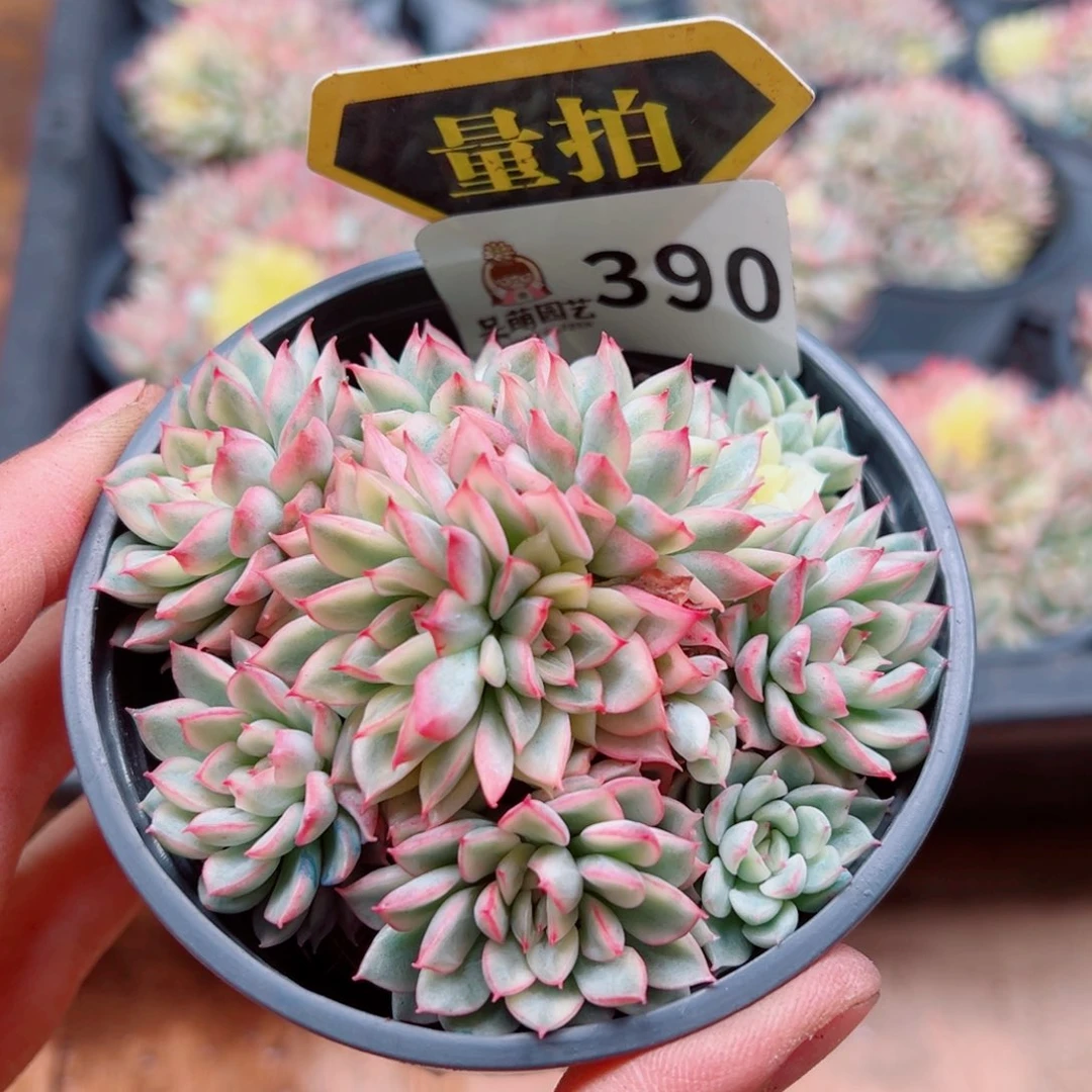 多肉植物多肉植物