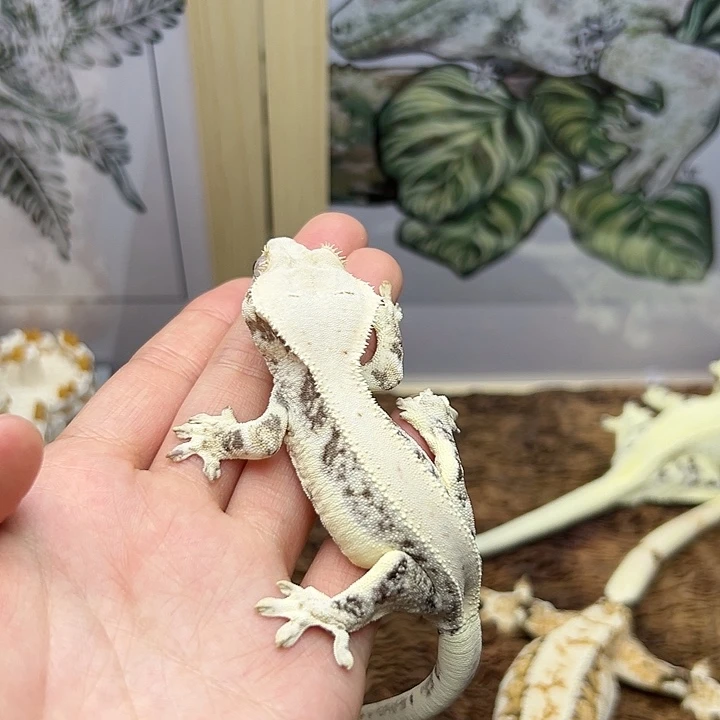 睫角守宫19.6g莉莉小公高白满背