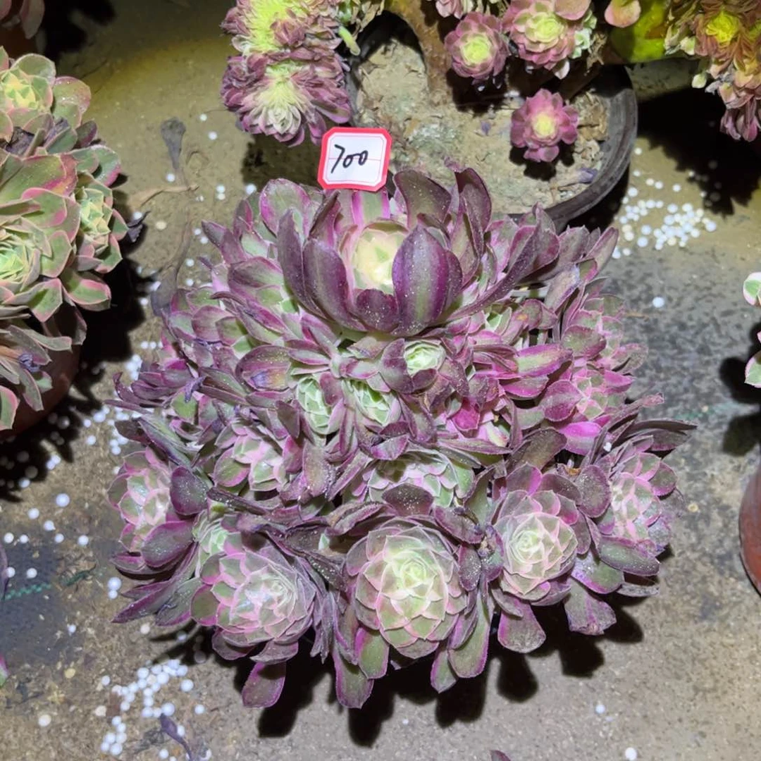 700多肉植物孔雀翎