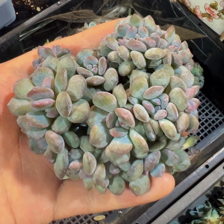 琥珀 星影 星影 星影