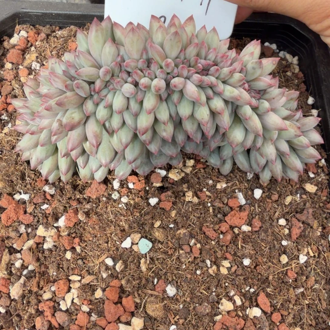 一物一拍虞美人sp缀福利款82