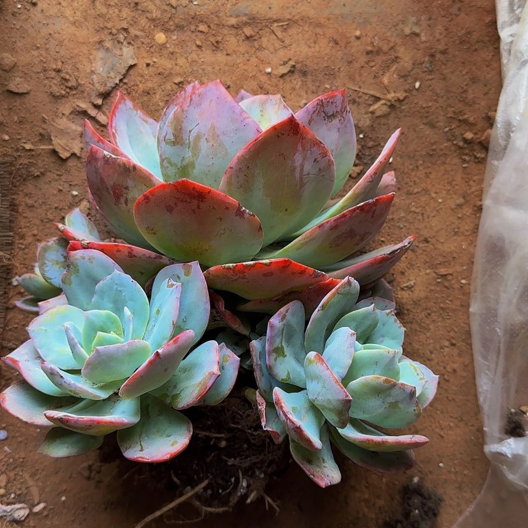 ?****?血凤 一颗 不包损14号