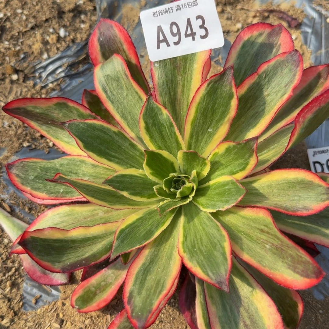 943魅影。多肉植物