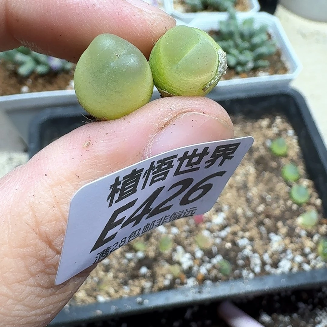 多肉植物的人生fgg