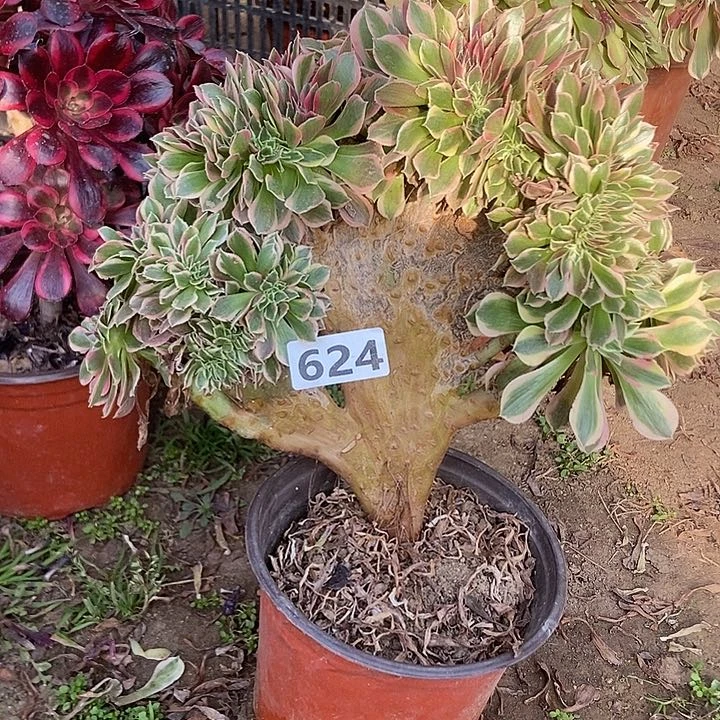 624女神缀化老板子法师