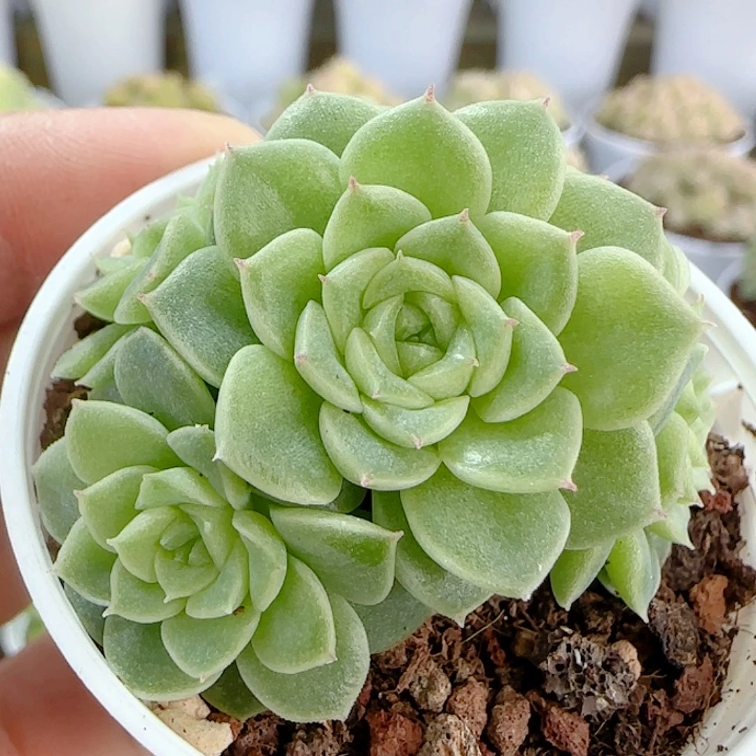 1113-233（优选麦杆）