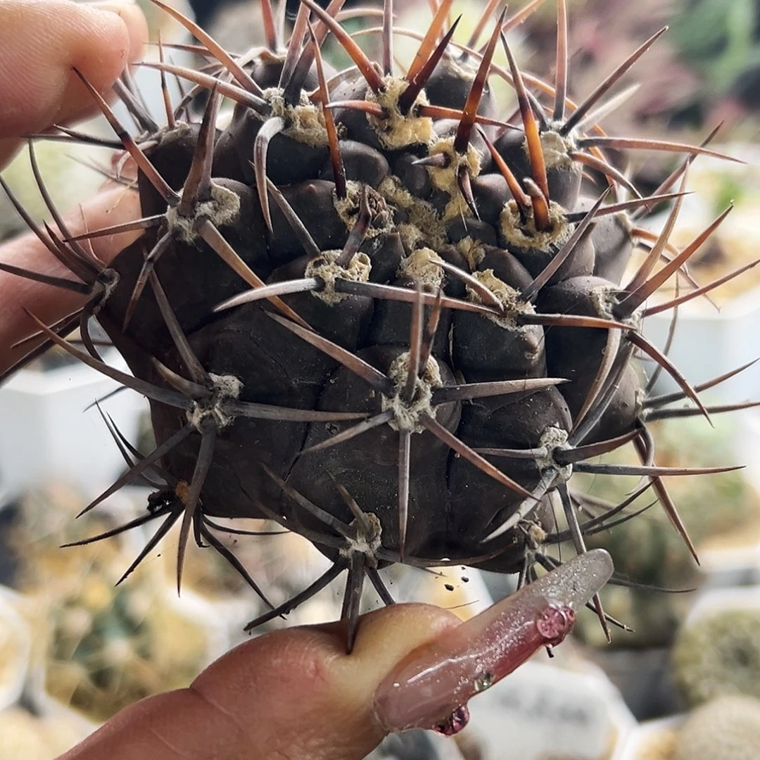 摩天龙有根仙人球66666