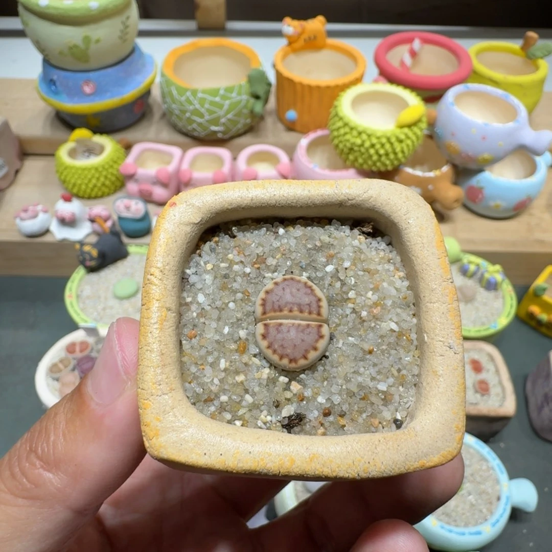 蘑菇321c216饼干饼干
