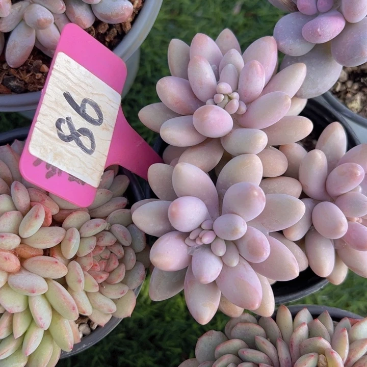 健健康康平平安安