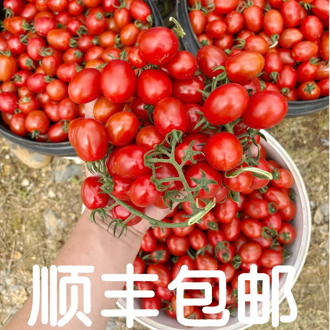 【肖村长助农】攀枝花玲珑蜜高山小番茄自然熟孕妇水果酸甜爆汁新鲜