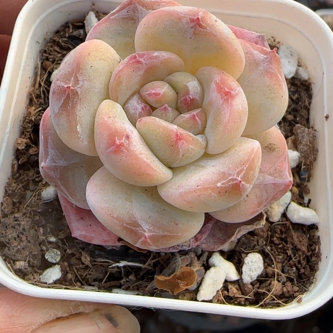 多肉小卡拉米糖心一物一拍