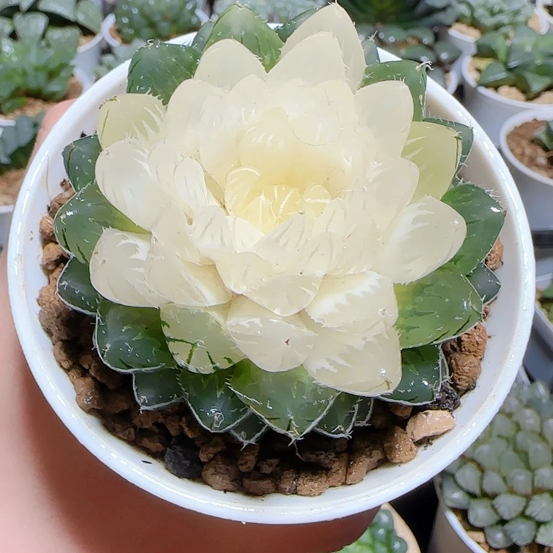 水晶宝莲灯原盆原土