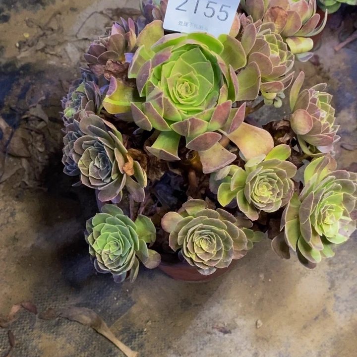 黑魔花脸多肉断头不包2155