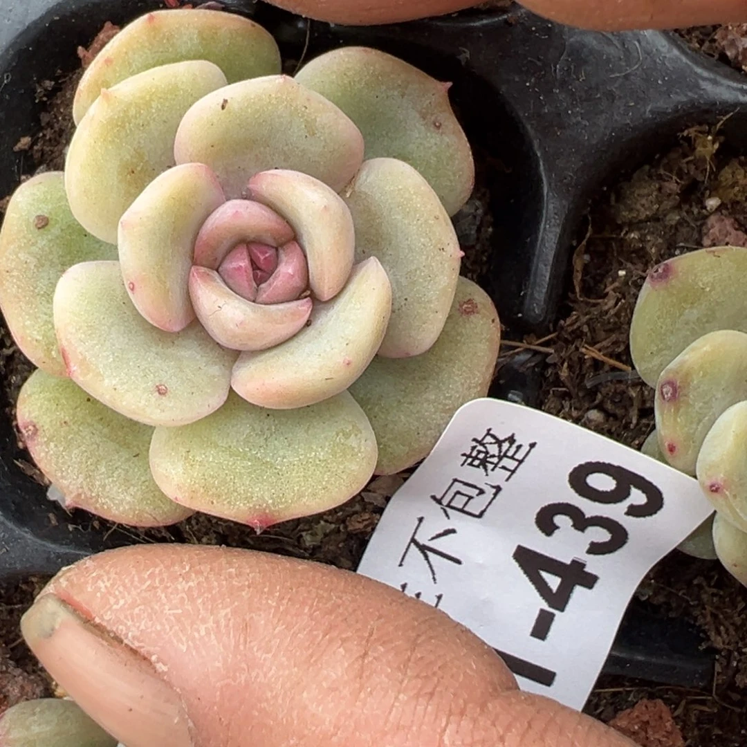 小卡拉米糖心一物一拍1-439