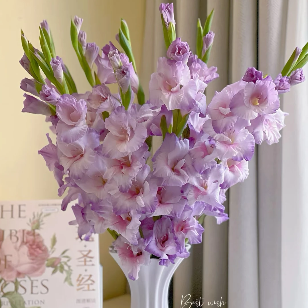 【诺迪卡】10支 全店拍任意两单以上鲜花升级顺丰