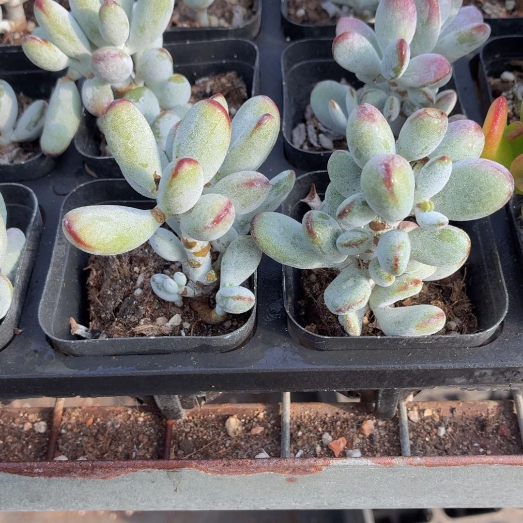 乒乓福娘多肉9.9包邮发货