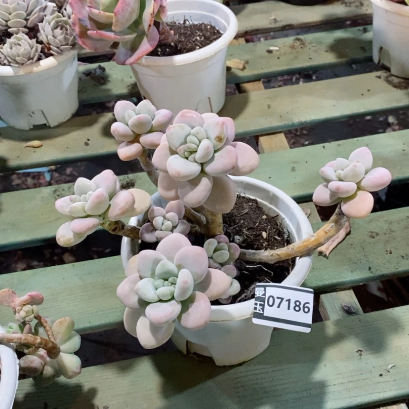 【闪购商品】香水洛神07186