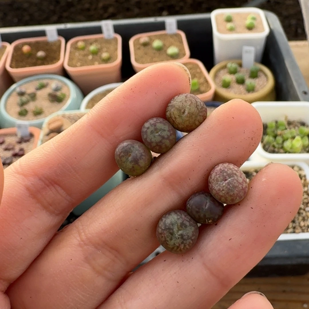 l****蔡5-201pppppppppp