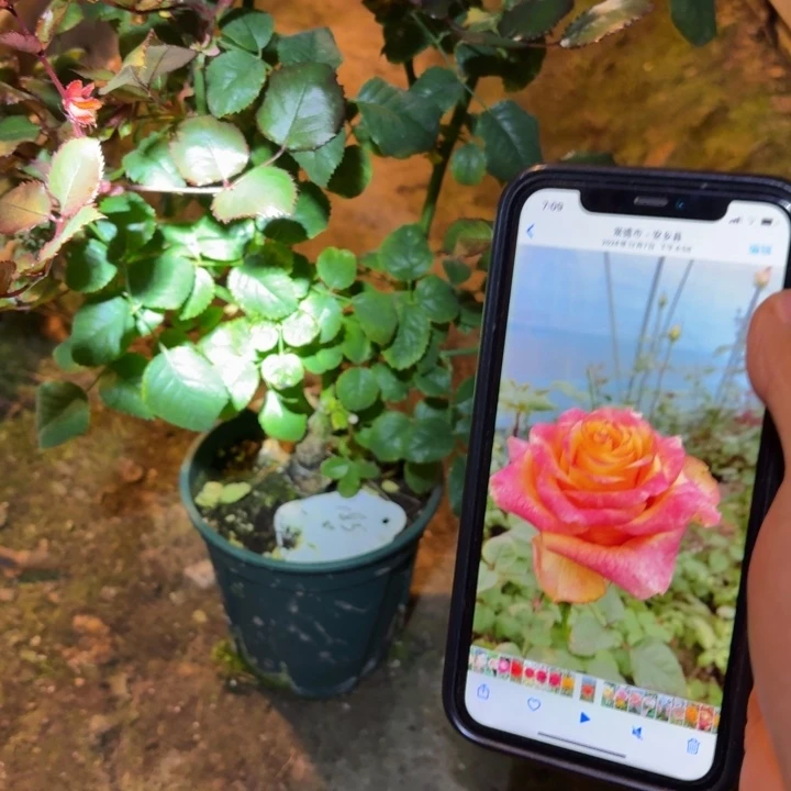 无花朵183中苗一棵