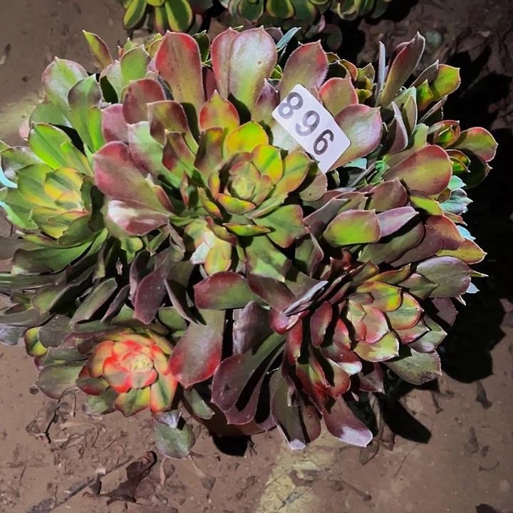 968邵修七彩多肉植物处理不售后