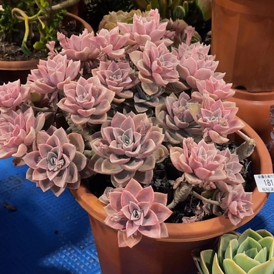 用****7哈里18165多肉