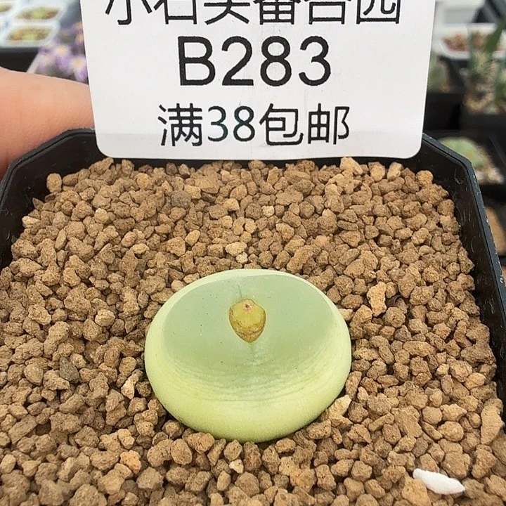 拉登2.1厘米 带盆发