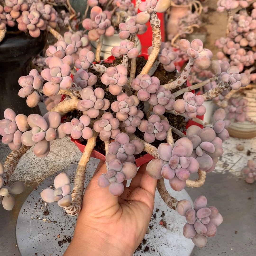 桃蛋老桩一处瑕疵不带盆47号