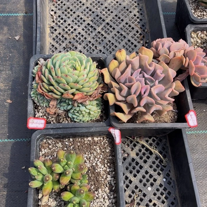 ?****ℳ白胖子千代天鹅湖