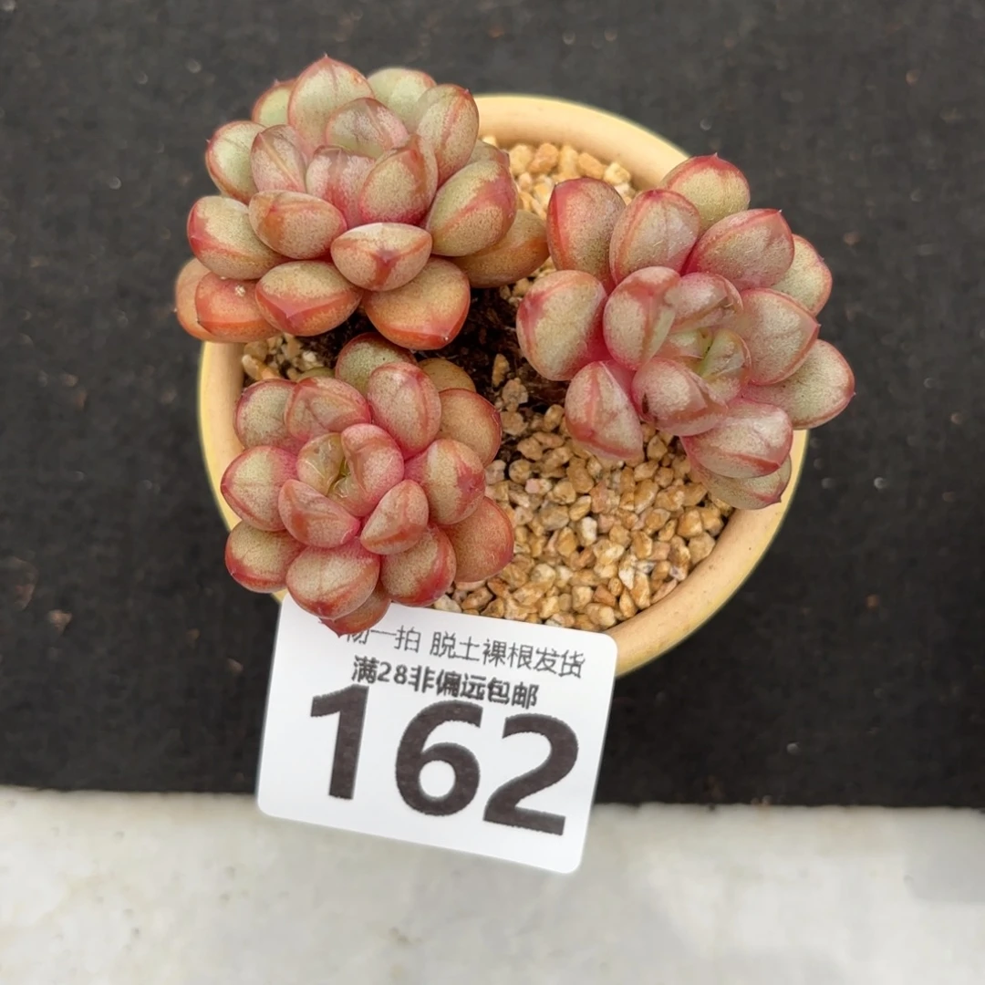 葡萄老桩无盆土发货