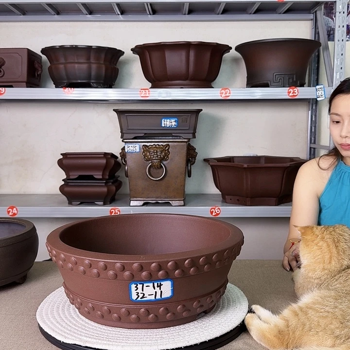 紫砂花盆紫砂花开