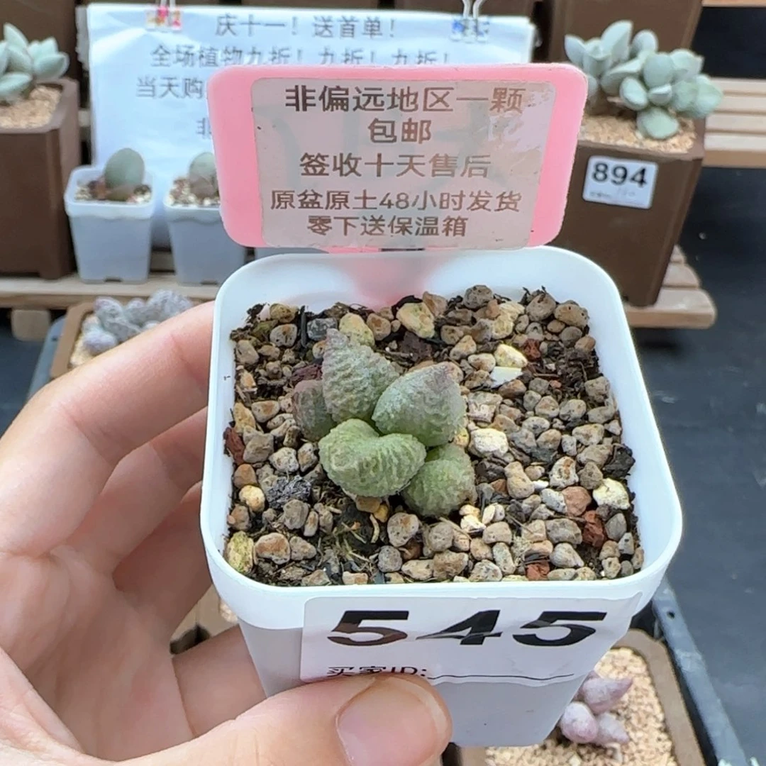 545流沙多肉植物