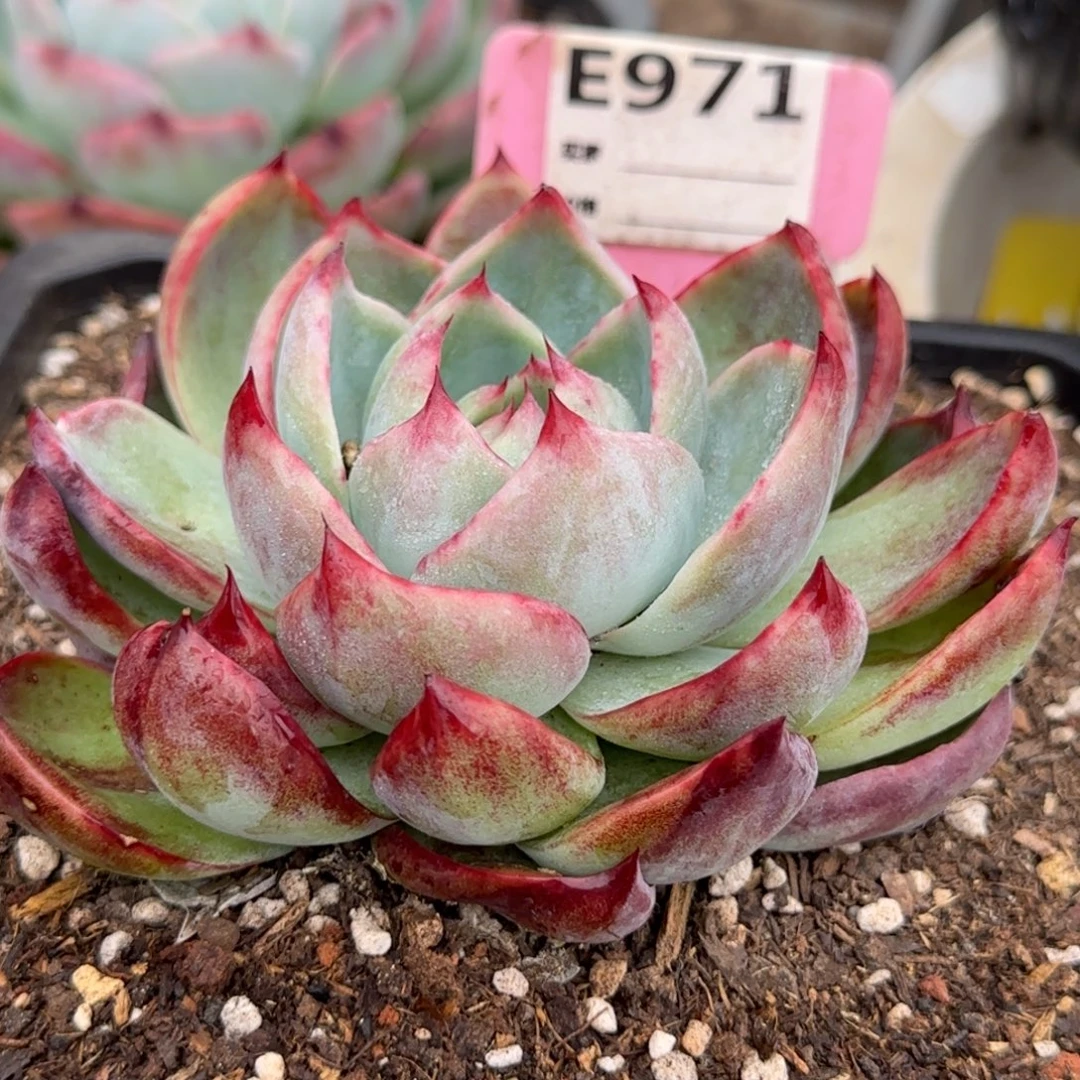 惊鸿一物一拍包装收缩花旱971