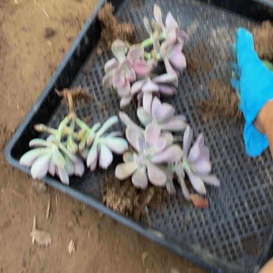 紫乐多肉植物掉叶片不售后