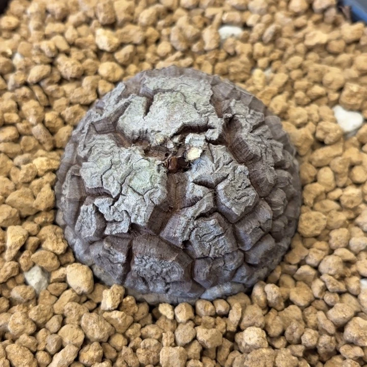 613号龟甲龙带盆包邮6.2公分