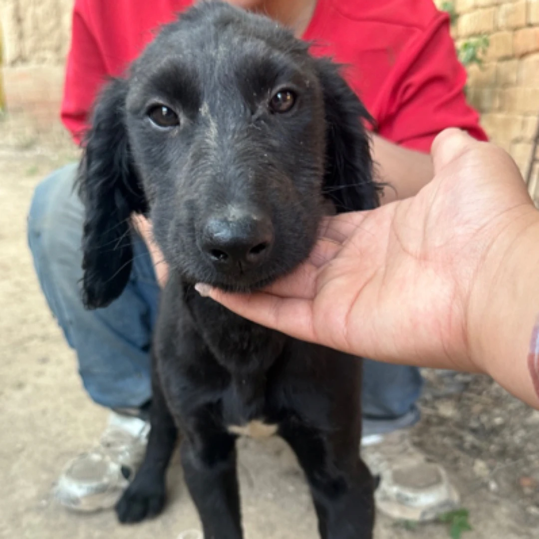 山东本地细猎犬