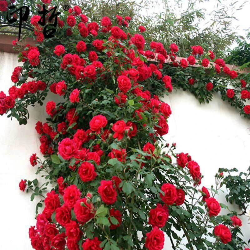 爬藤月季50-60厘米大苗藤本蔷薇玫瑰花苗爬墙特大花四季开花盆栽