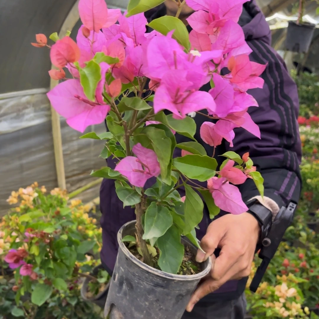 全部花苞（孔雀）三角梅会落花落叶甚至会光杆苗有大有小