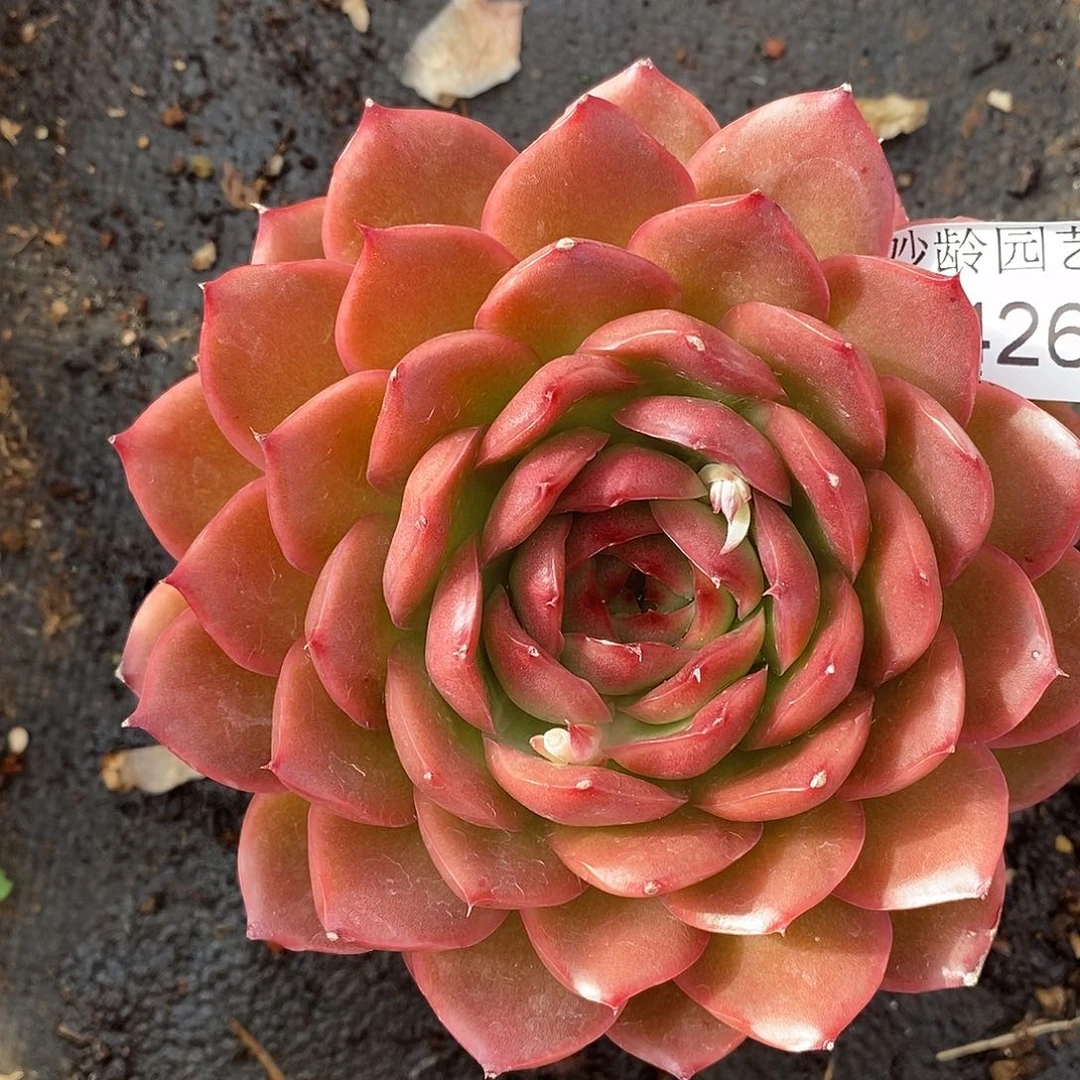 3426杂交老桩基地～12厘米