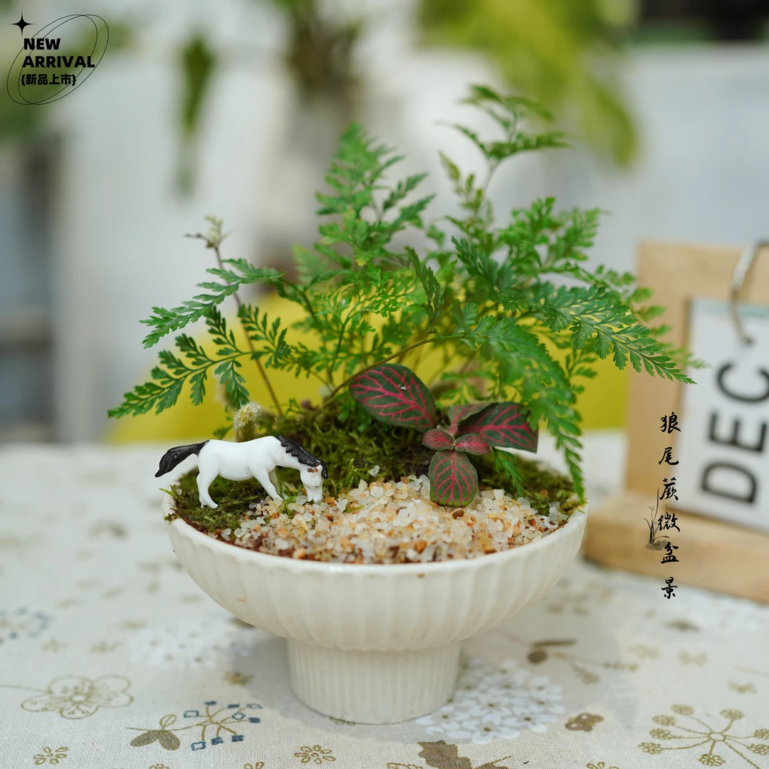狼尾蕨微盆景小马摆件绿植懒人耐阴植物室内好养护书桌茶桌办公桌