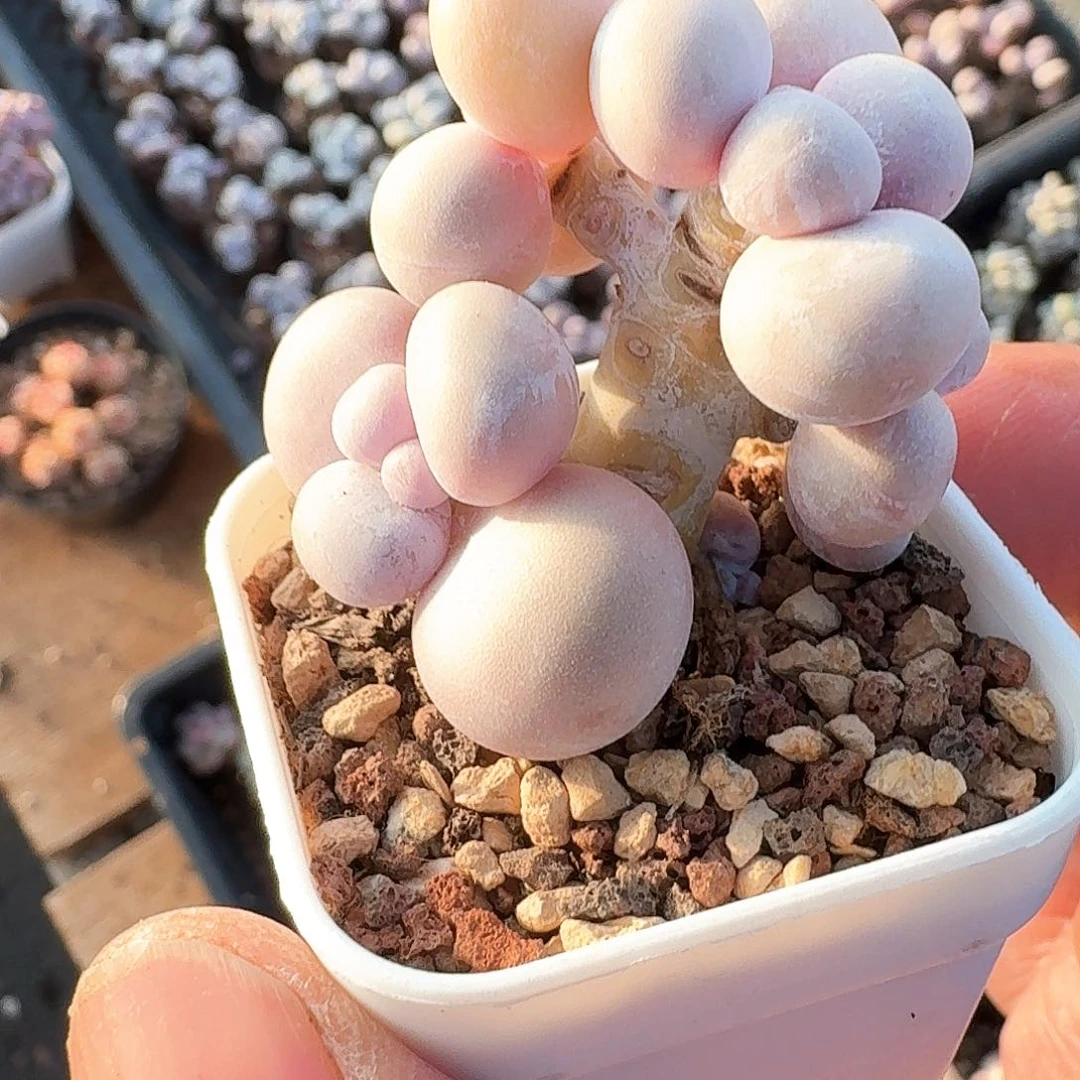 多肉水光针奶酪小树