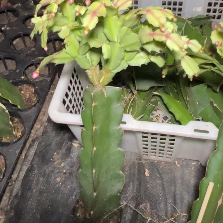 节日辉煌嫁接多叶片小苗一颗40