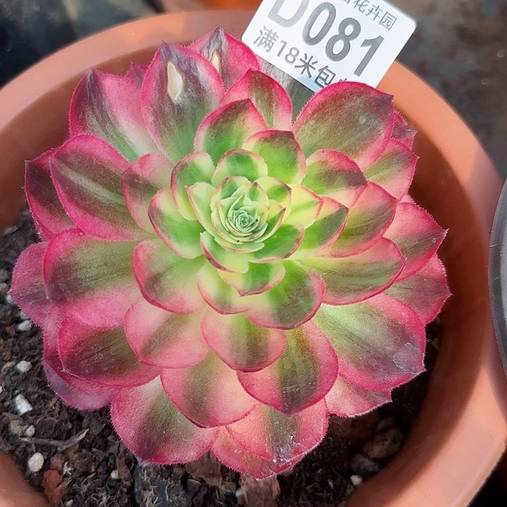 多肉法师淘宝福利