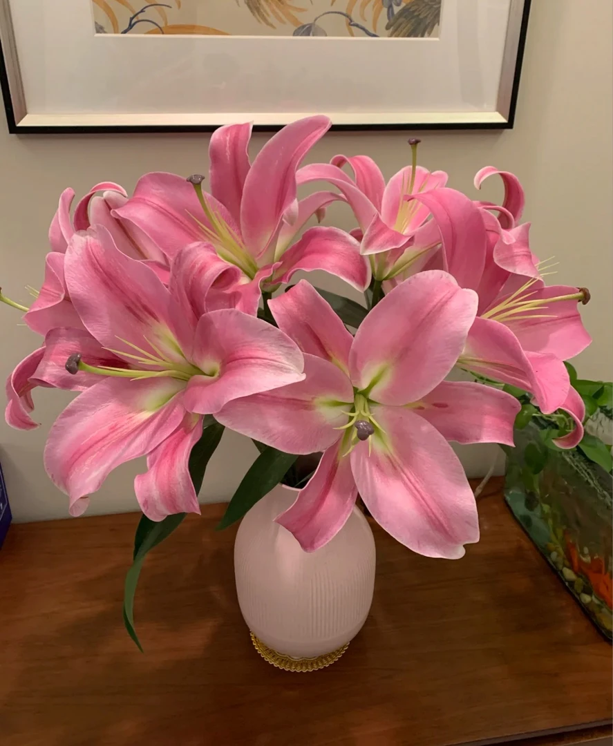 【港货百合普拉芬多】1单顺丰冷链包邮 发货后不支持退款