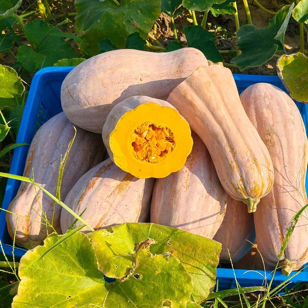 老南瓜农家自种老南瓜甜南瓜长南瓜新鲜采摘软糯香甜宝宝农家菜