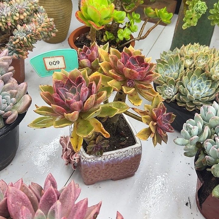 猫***咪完全开放琼斯多肉植物009