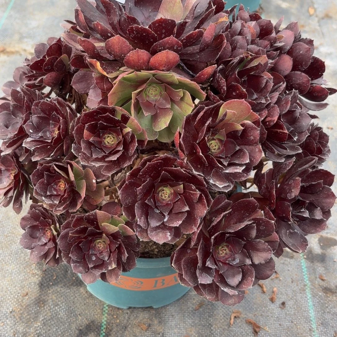 069黑寡妇多肉植物多肉植物